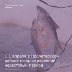 С 1 апреля 2026 года в Пролетарском районе начинается весенний нерестовый период