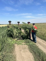 В Пролетарском районе проведена акция "Единый день борьбы с дикорастущей коноплей"
